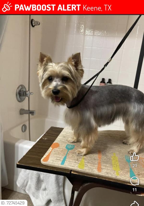 Lost Female Dog last seen Near East Oakdale St in Keene Tx, close Barnes rd and N Eastern St, (it’s basically going down county rd 702), , Keene, TX 76059