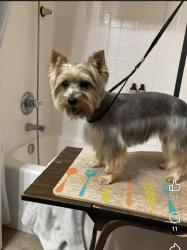 Lost Female Dog last seen Near East Oakdale St in Keene Tx, close Barnes rd and N Eastern St, (it’s basically going down county rd 702), , Keene, TX 76059