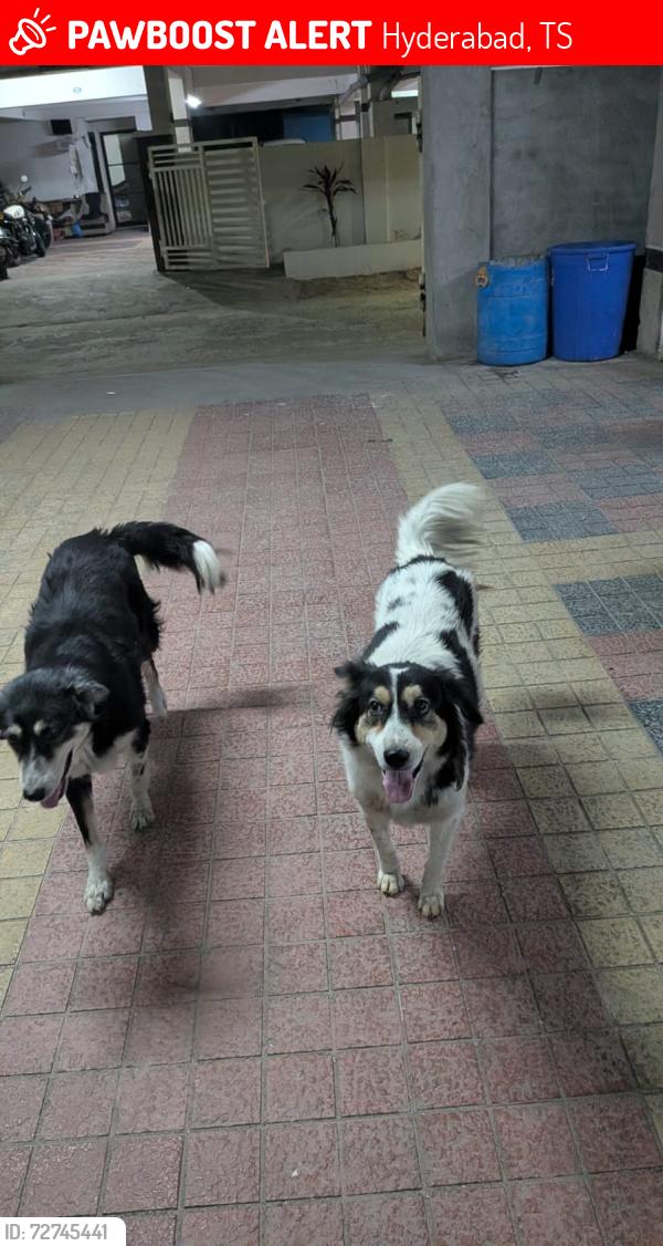 Lost Unknown Dog last seen Pragathi Nagar, Bachupally, Nizampet, Kukatpally,, Hyderabad, TS 500090