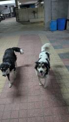 Lost Unknown Dog last seen Pragathi Nagar, Bachupally, Nizampet, Kukatpally,, Hyderabad, TS 500090