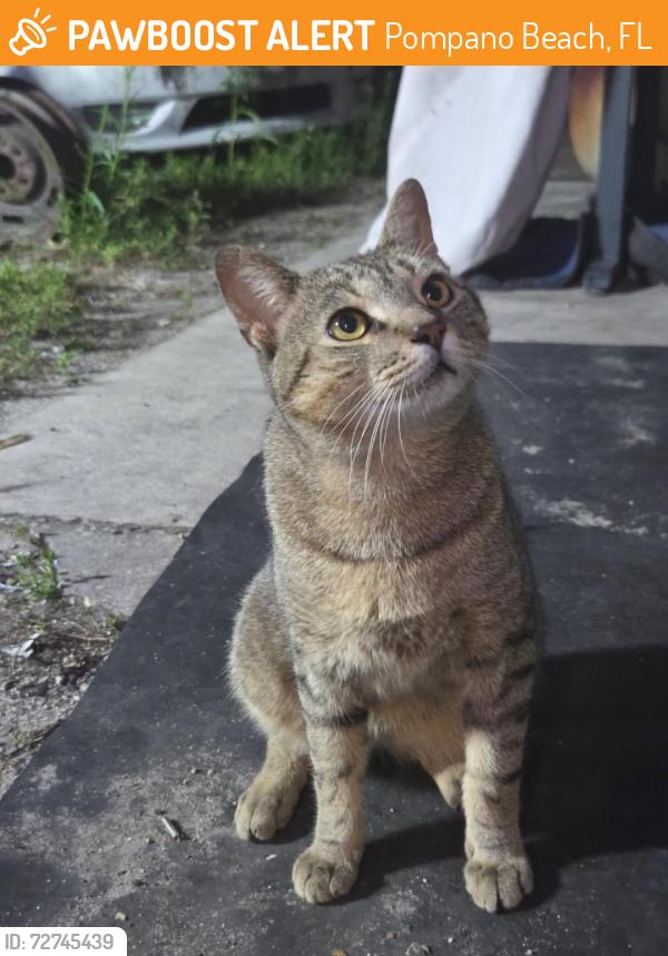 Found/Stray Male Cat last seen Dixie Highway & NE 42nd Street, Pompano Beach, FL 33064