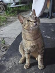 Found/Stray Male Cat last seen Dixie Highway & NE 42nd Street, Pompano Beach, FL 33064