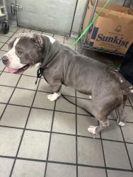 Found/Stray Male Dog last seen Fairmount, Cleveland, OH 44114