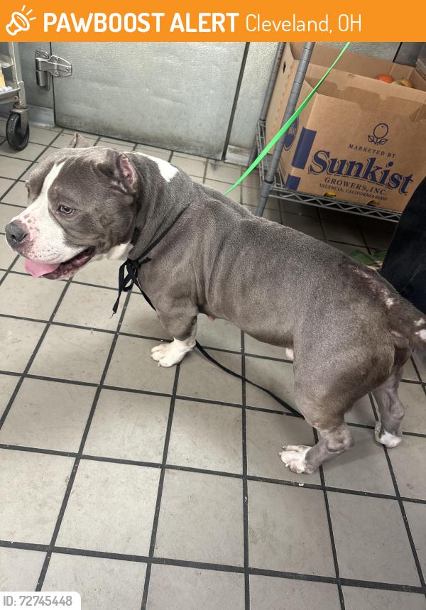 Found/Stray Male Dog last seen Fairmount, Cleveland, OH 44114