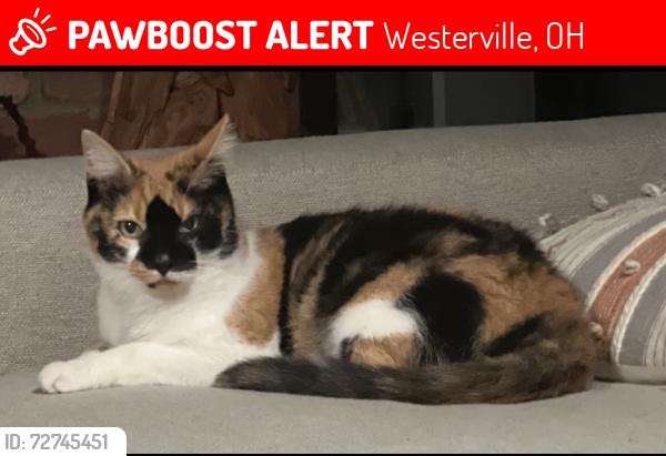 Lost Female Cat last seen Schott Rd & Hoover Reserve dr, Westerville, OH 43081