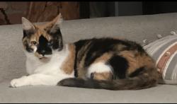 Lost Female Cat last seen Schott Rd & Hoover Reserve dr, Westerville, OH 43081