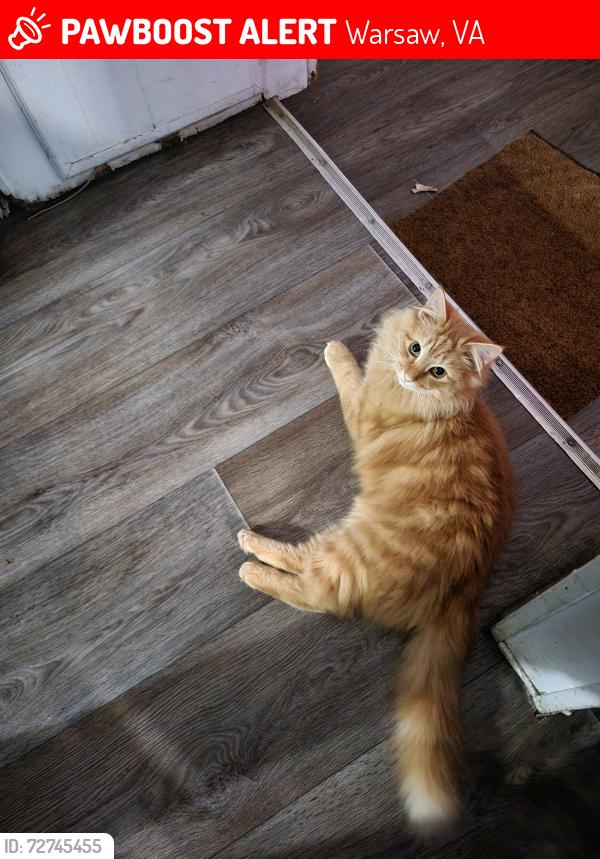 Lost Male Cat last seen Beech Creek Rd , Warsaw, VA 22572