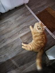 Lost Male Cat last seen Beech Creek Rd , Warsaw, VA 22572