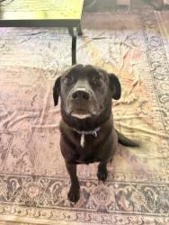 Found/Stray Male Dog last seen Near Bridge, St. Augustine, FL 32080