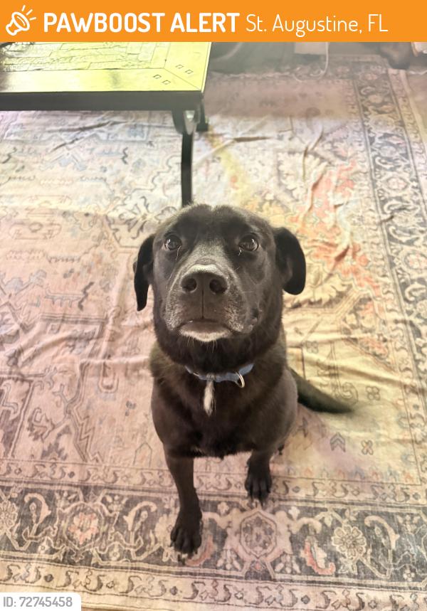 Found/Stray Male Dog last seen Near Bridge, St. Augustine, FL 32080