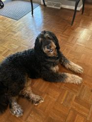 Lost Female Dog last seen Severn way, Lexington, KY 40503