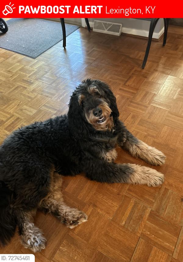 Lost Female Dog last seen Severn way, Lexington, KY 40503