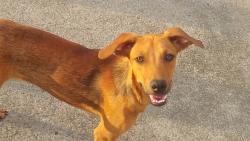 Lost Male Dog last seen Hotel alvorada , Belvedere, RJ 