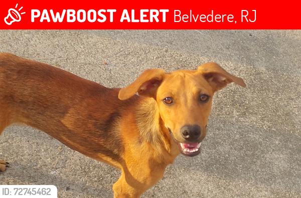 Lost Male Dog last seen Hotel alvorada , Belvedere, RJ 
