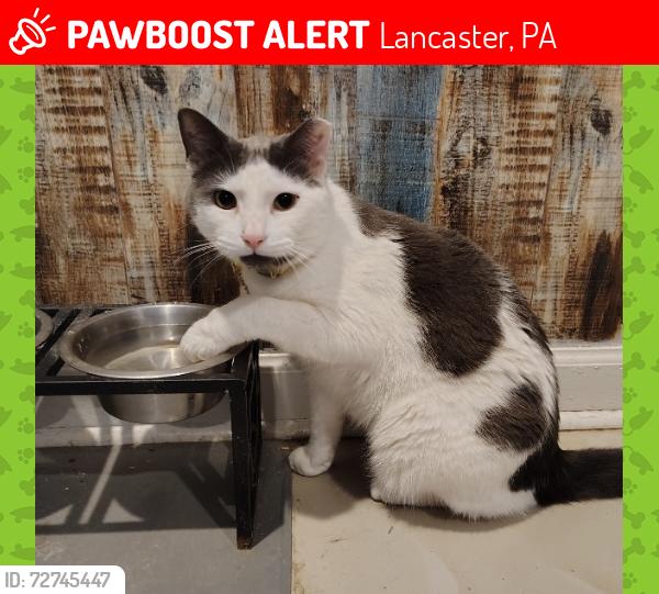 Lost Female Cat last seen Kunzler hotdog factory, Lancaster, PA 17603