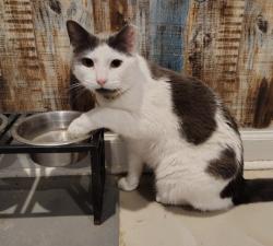 Lost Female Cat last seen Kunzler hotdog factory, Lancaster, PA 17603