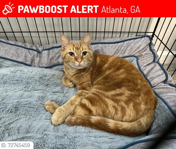 Lost Male Cat last seen Preston Arkwright School, Atlanta, GA 30311