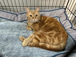 Lost Male Cat last seen Preston Arkwright School, Atlanta, GA 30311