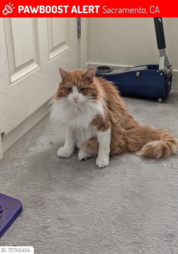 Lost Male Cat last seen Waste management station Fruitridge Rd, Sacramento, CA 95826