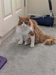 Lost Male Cat last seen Waste management station Fruitridge Rd, Sacramento, CA 95826