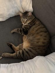 Lost Male Cat last seen Chambers road, McCullough road, Stockbridge, GA 30281