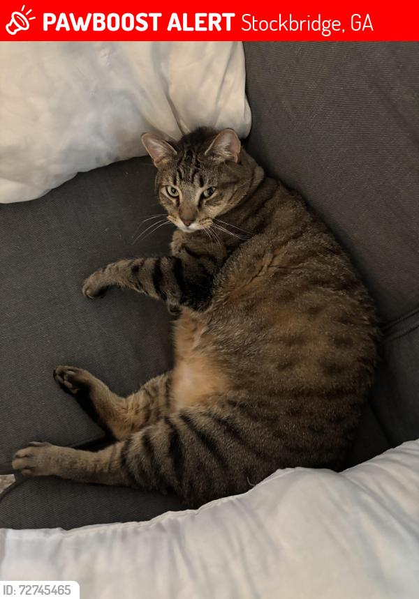 Lost Male Cat last seen Chambers road, McCullough road, Stockbridge, GA 30281