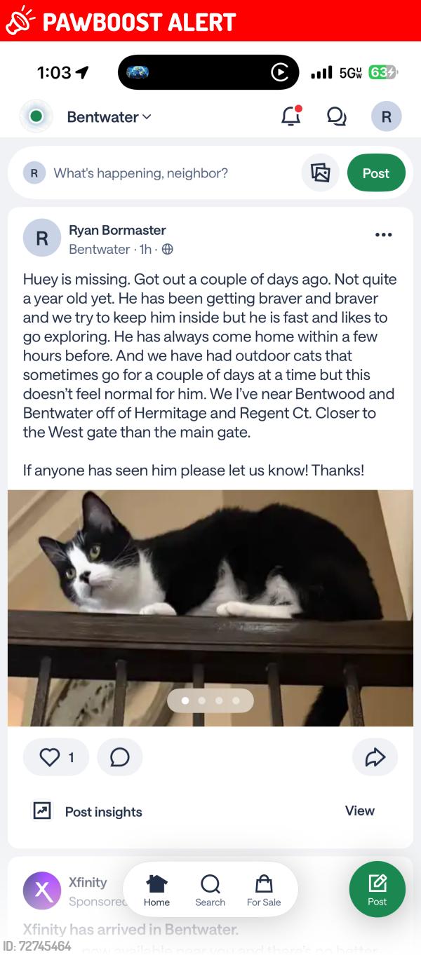 Lost Male Cat last seen Hermatige and Regent Ct near west gate Bentwater , Montgomery County, TX 77356
