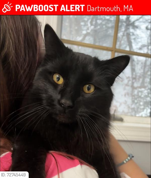 Lost Male Cat last seen Massachusetts & Melrose Ave in the Connecticut Ave neighborhood off Route 6 N Dartmouth, Dartmouth, MA 02747