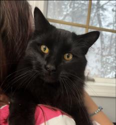 Lost Male Cat last seen Massachusetts & Melrose Ave in the Connecticut Ave neighborhood off Route 6 N Dartmouth, Dartmouth, MA 02747