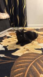 Found/Stray Female Cat last seen hollywood & carey, Sunrise Manor, NV 89156