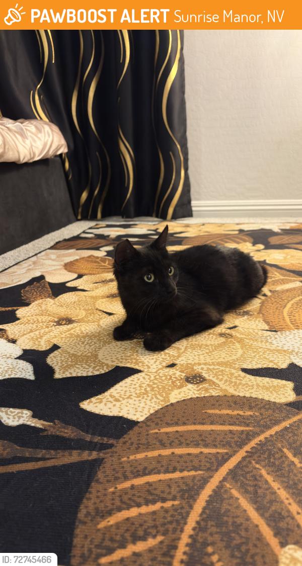 Found/Stray Female Cat last seen hollywood & carey, Sunrise Manor, NV 89156