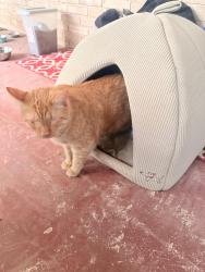 Found/Stray Male Cat last seen Near Ingram rd, San Antonio, TX 78251