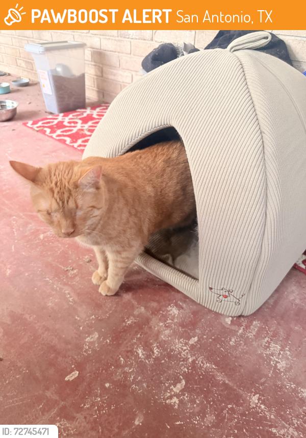 Found/Stray Male Cat last seen Near Ingram rd, San Antonio, TX 78251