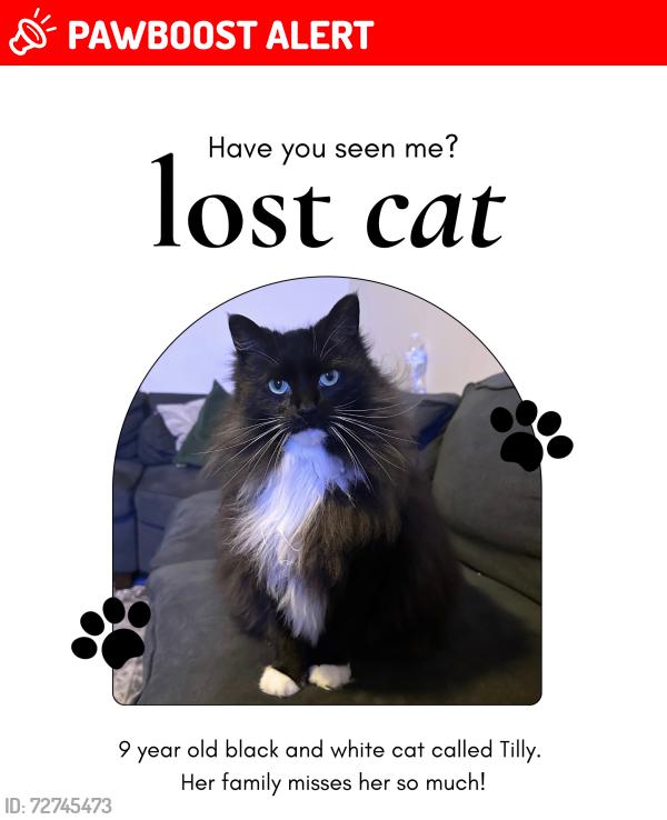 Lost Female Cat last seen W. Marion and Emile St, Greenville County, SC 29611