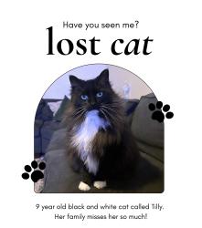 Lost Female Cat last seen W. Marion and Emile St, Greenville County, SC 29611