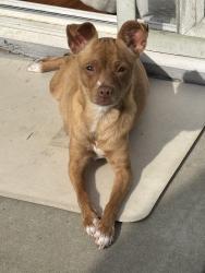 Lost Female Dog last seen Taylor st , Sacramento, CA 95838