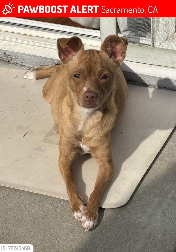 Lost Female Dog last seen Taylor st , Sacramento, CA 95838