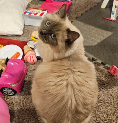Lost Male Cat last seen Deer Park neighborhood off of Livingston , Lutz, FL 33559