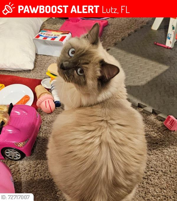 Lost Male Cat last seen Deer Park neighborhood off of Livingston , Lutz, FL 33559