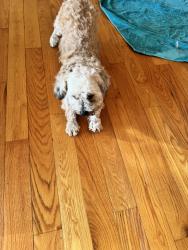 Found/Stray Male Dog last seen East shore park , New Haven, CT 06512
