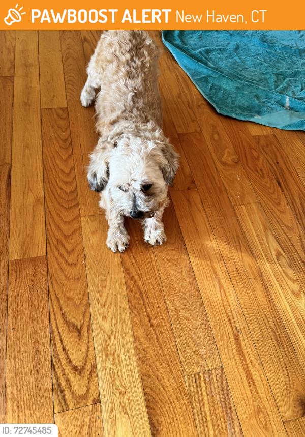 Found/Stray Male Dog last seen East shore park , New Haven, CT 06512