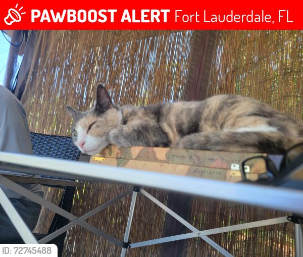 Lost Female Cat last seen Northeast 1st avenue and 13th Street, Fort Lauderdale, FL 33304