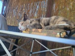 Lost Female Cat last seen Northeast 1st avenue and 13th Street, Fort Lauderdale, FL 33304