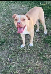 Lost Male Dog last seen 5219W Santana Street, Glendale, AZ 85304