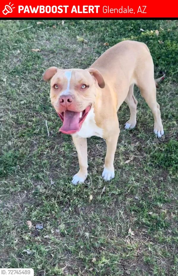 Lost Male Dog last seen 5219W Santana Street, Glendale, AZ 85304