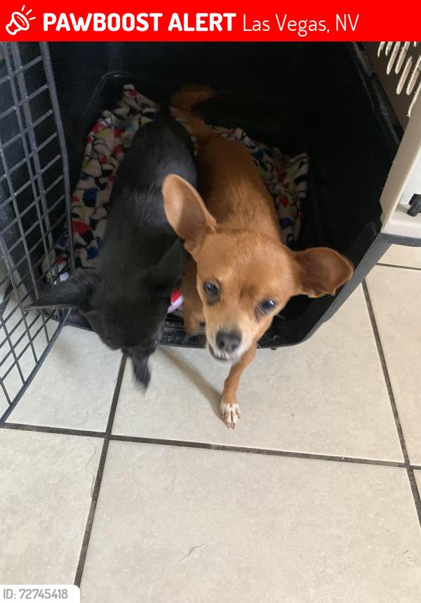 Lost Male Dog last seen Near Skypointe Dr., Las Vegas, NV 89131