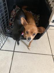 Lost Male Dog last seen Near Skypointe Dr., Las Vegas, NV 89131