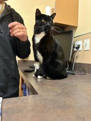 Lost Male Cat last seen 108th pl and 4th ave SW, Seattle, WA 98146