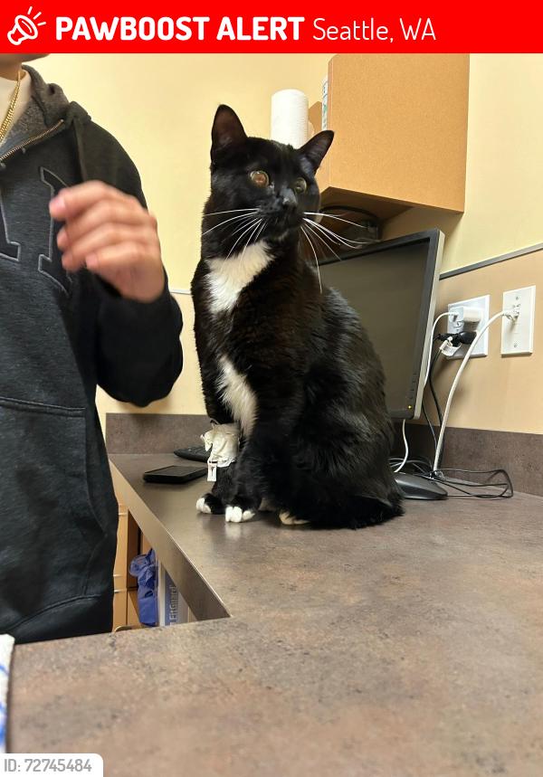 Lost Male Cat last seen 108th pl and 4th ave SW, Seattle, WA 98146