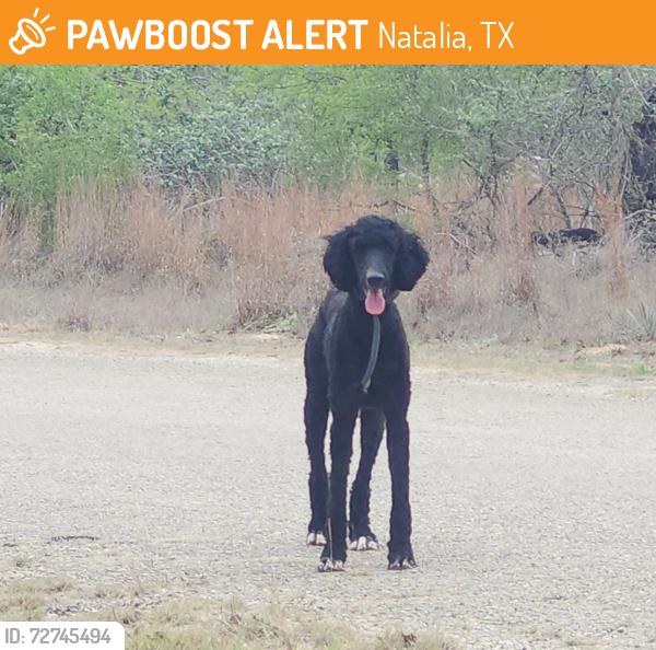 Found/Stray Unknown Dog last seen Great Oaks, Natalia, TX 78059